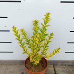 Vtáčí zob vajcolistý (Ligustrum Ovalifolium) ´AUREUM´ - výška 20-30 cm, kont. C2L